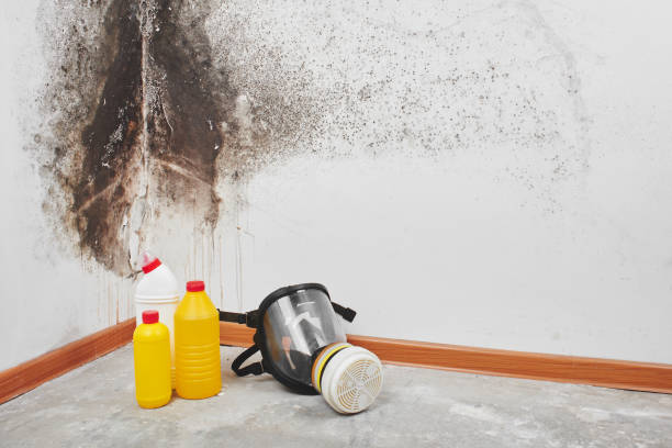 Mold Removal and Inspection in Lisbon Falls, ME
