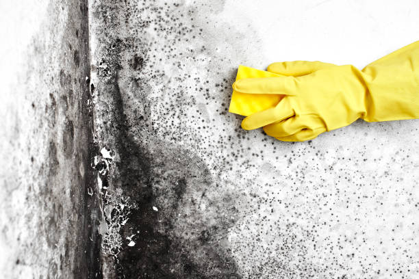 Reliable Lisbon Falls, ME Mold Removal Solutions