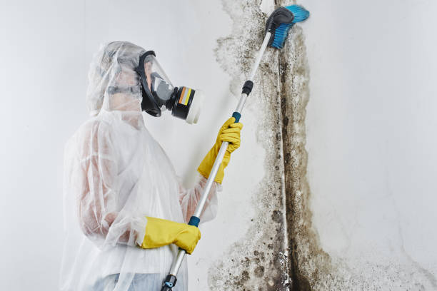 Best Office Mold Removal Services  in Lisbon Falls, ME