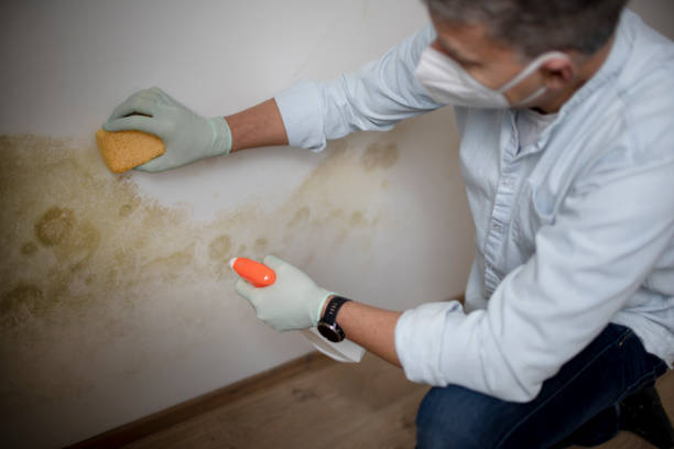 Best Mold Testing and Removal  in Lisbon Falls, ME