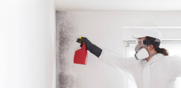 Best Certified Mold Removal  in Lisbon Falls, ME